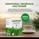 Хвойница - средство для системной поддержки организма