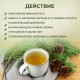 Хвойница - средство для системной поддержки организма